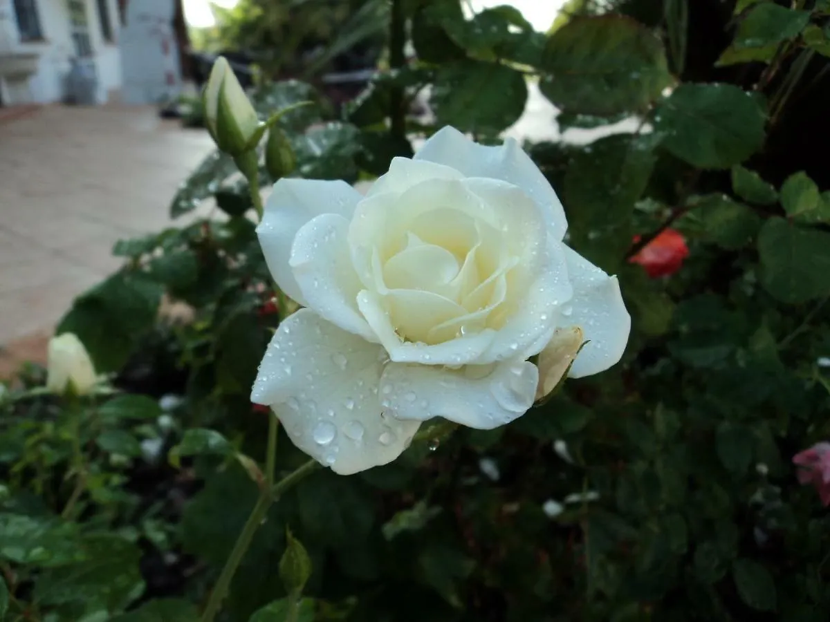 B&B Corte Delle Rose Castiglione Delle Stiviere Bed & Breakfast